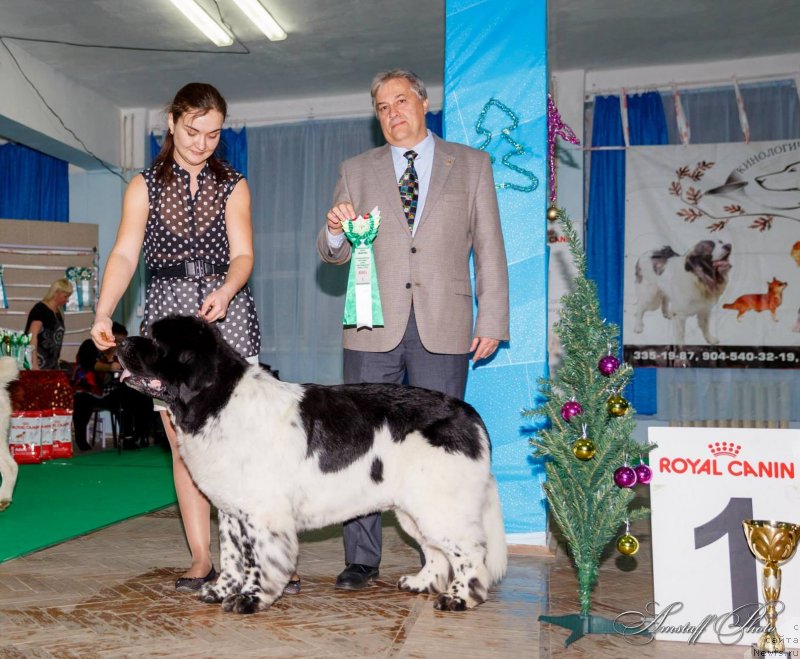 Фото: ньюфаундленд Super Bizon Argo (Супер Бизон Арго)