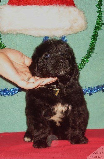 Фото: мальчик белая лента