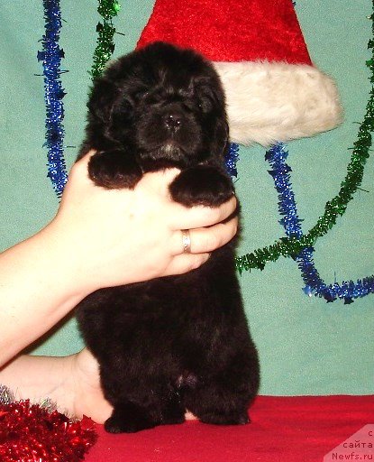 Фото: Девочка розовая лента