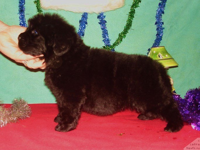 Фото: девочка розовая лента