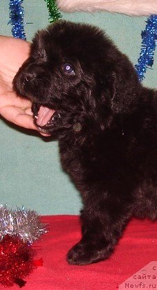 Фото: розовая ленточка девочка