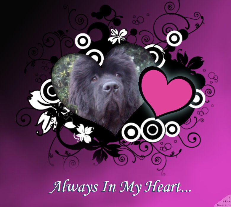 Фото: ньюфаундленд Smigar Nimfeya Neotrazimaya (Смигар Нимфея Неотразимая)