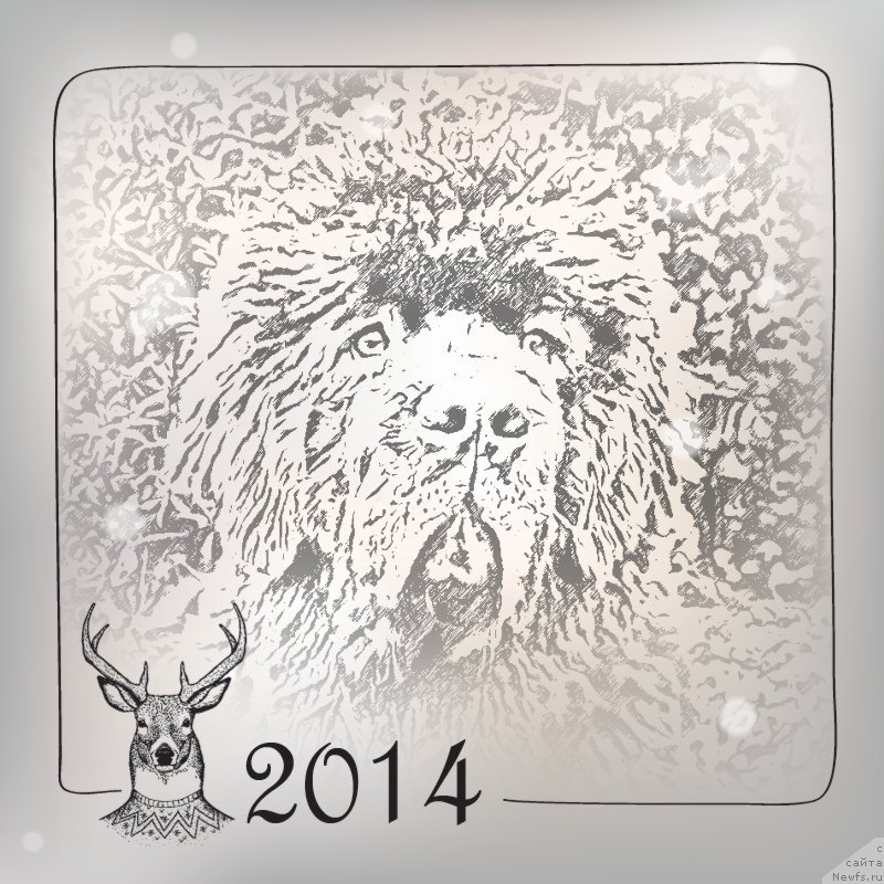 Фото: ньюфаундленд Smigar Nimfeya Neotrazimaya (Смигар Нимфея Неотразимая)