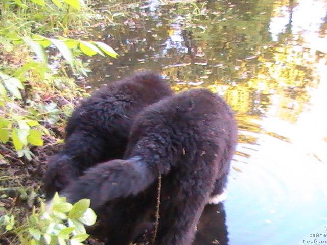 Фото: Питерньюф Жизнь Хороша, Питерньюф Живанши
