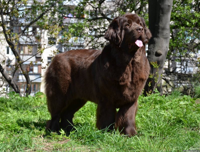 Фото: ньюфаундленд Afina Utrennya Zvezda Viva Jeniz (Афина Утренняя Звезда Вива Дженис)