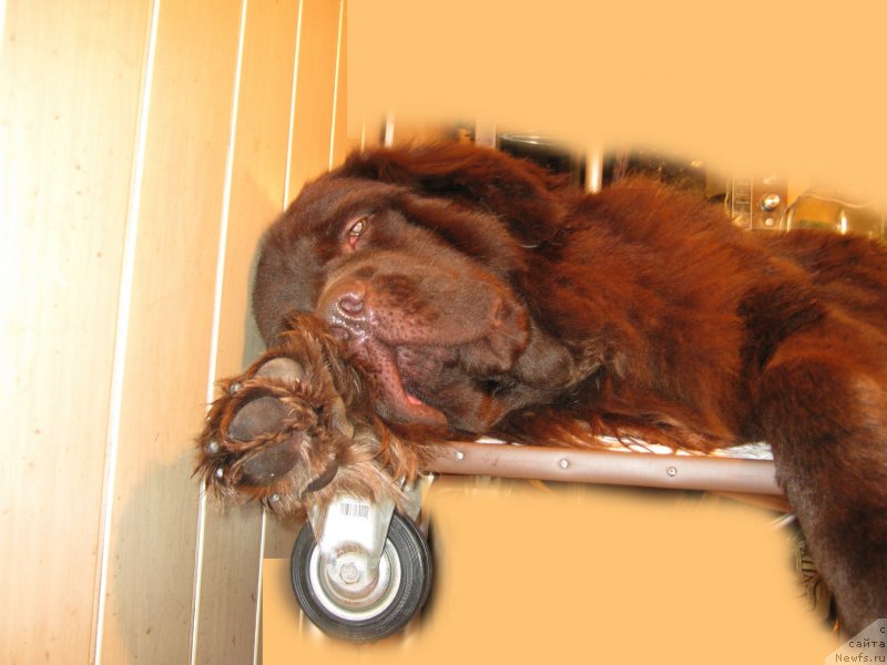 Фото: ньюфаундленд Afina Utrennya Zvezda Viva Jeniz (Афина Утренняя Звезда Вива Дженис)