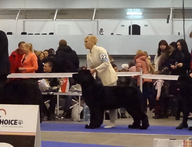 Фото: ньюфаундленд Alana Viva Jeniz (Алана Вива Дженис)