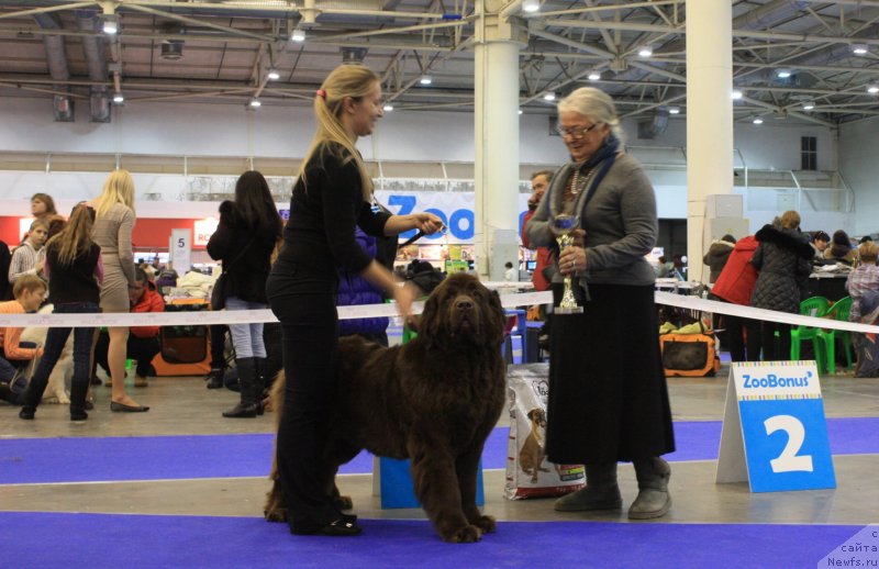 Фото: ньюфаундленд Afina Utrennya Zvezda Viva Jeniz (Афина Утренняя Звезда Вива Дженис)
