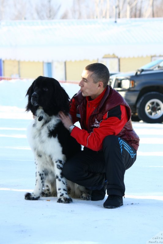 Фото: ньюфаундленд Sent Djons Donna Summer (Сент Джонс Донна Саммер)