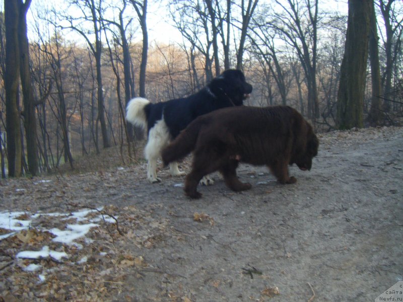 Фото: ньюфаундленд Asterix Gall Strong Super Mishka, ньюфаундленд Oktjabrina s Berega Dona (Октябрина с Берега Дона)