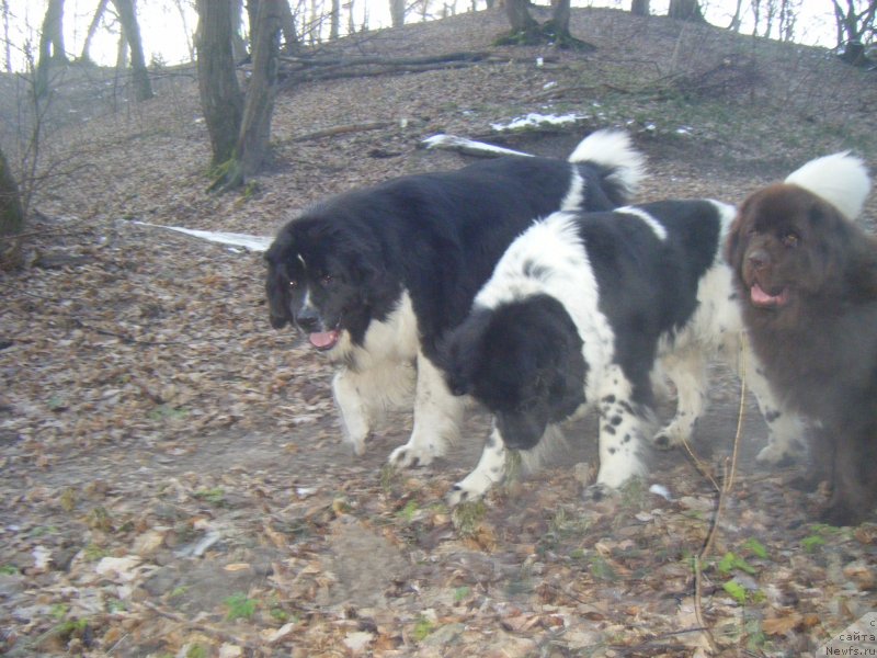Фото: ньюфаундленд Asterix Gall Strong Super Mishka, ньюфаундленд Bella Donna Barbaresco Super Mishka, ньюфаундленд Oktjabrina s Berega Dona (Октябрина с Берега Дона)