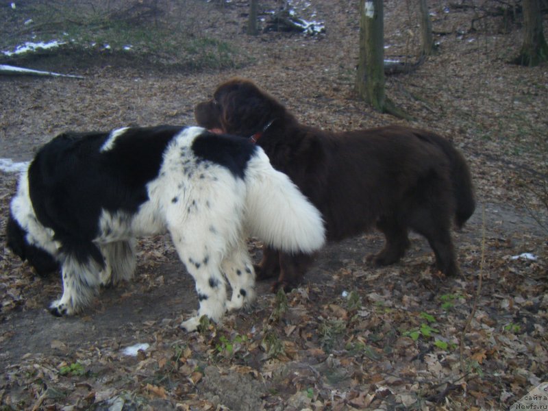 Фото: ньюфаундленд Bella Donna Barbaresco Super Mishka, ньюфаундленд Oktjabrina s Berega Dona (Октябрина с Берега Дона)