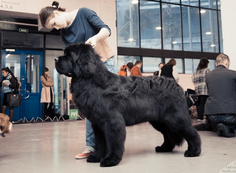 Фото: ньюфаундленд Aquatoriya Kelvin Flash Royal (Акватория Келвин Флэш Ройал)