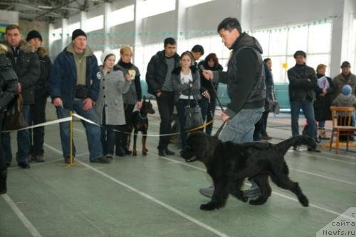 Фото: ньюфаундленд Smigar Voploschenie Mechtyi (Смигар Воплощение Мечты)