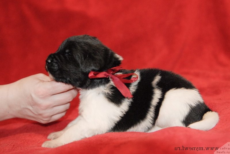 Фото: Щенки питомника Сент Джонс