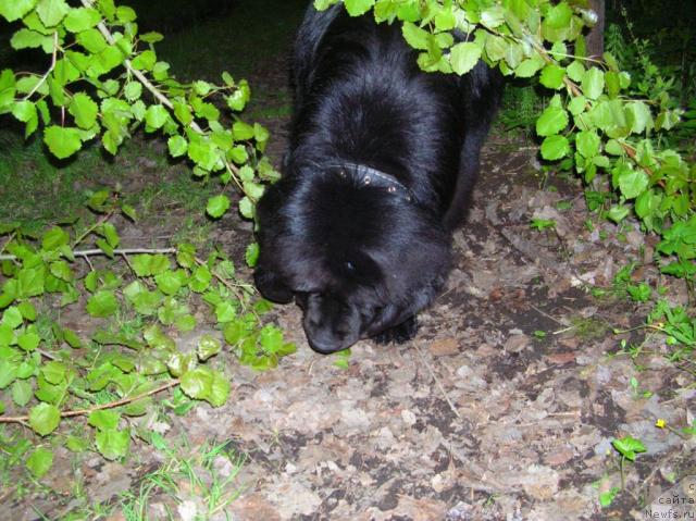 Фото: ньюфаундленд King of Helluland Dizzy Beauty