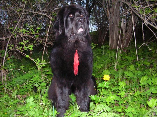 Фото: ньюфаундленд King of Helluland Dizzy Beauty