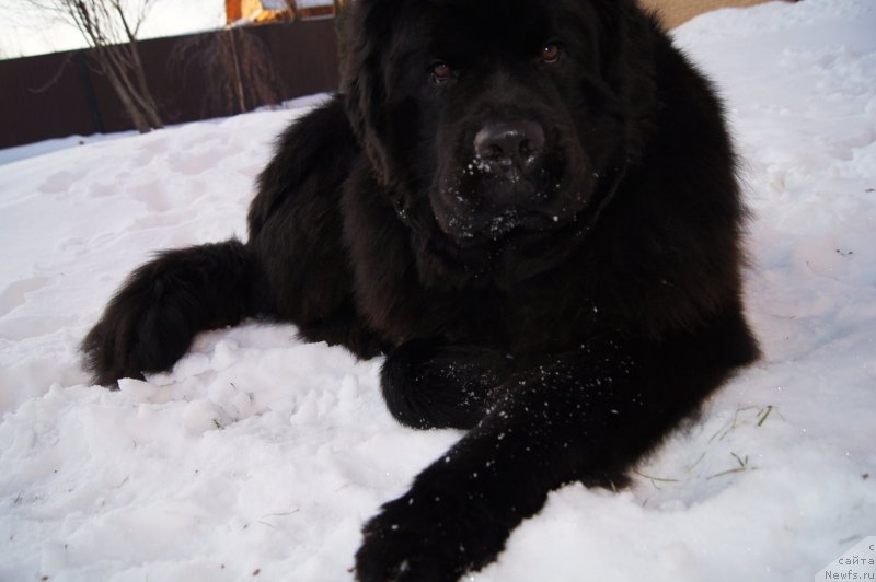 Фото: ньюфаундленд Deep Love I'm Sensation (Deep Love I'm Sensation)