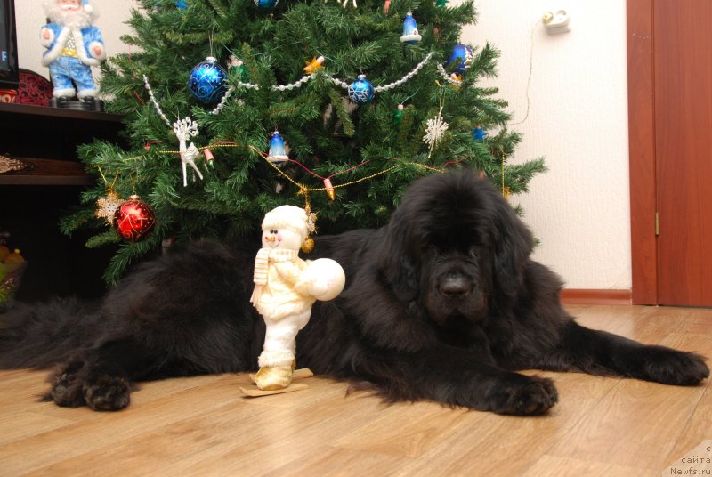 Фото: ньюфаундленд Formula Lyubvi ot Sibirskogo Medvedya (Формула Любви от Сибирского Медведя)