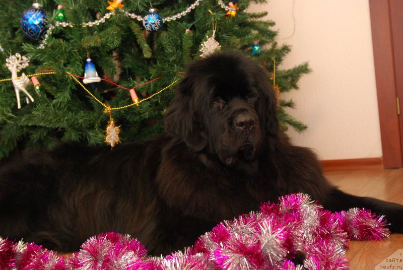 Фотография № 142157