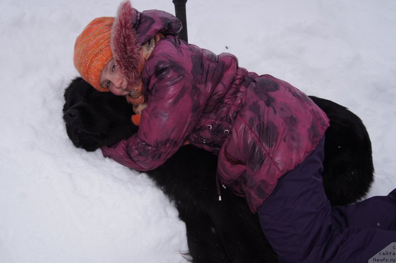 Фото: ньюфаундленд Plushevaya Panda Udivitelnaja Kejt (Плюшевая Панда Удивительная Кейт)