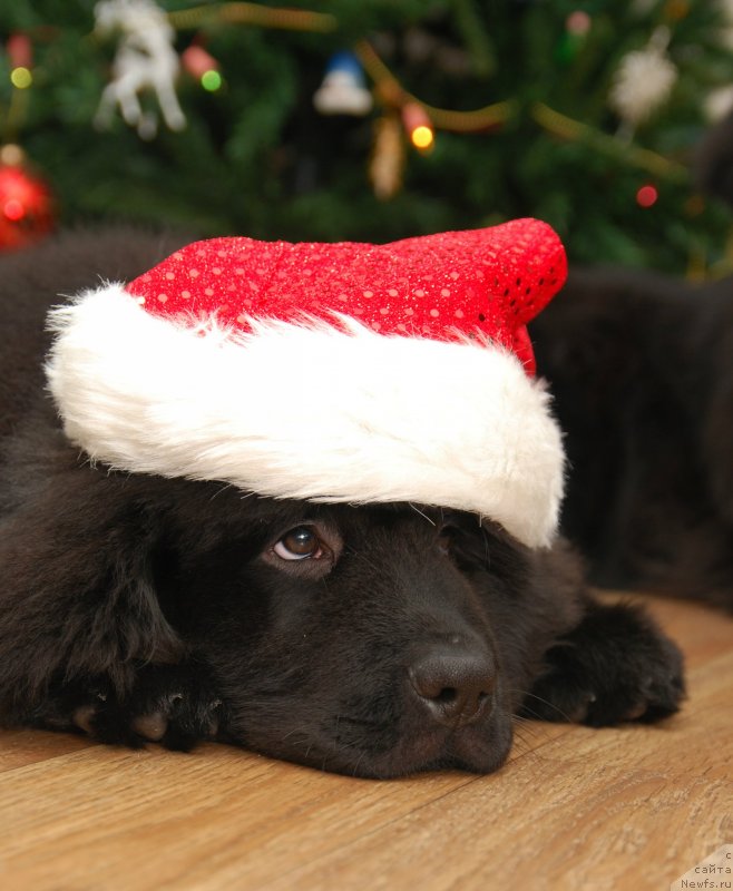 Фотография № 142159