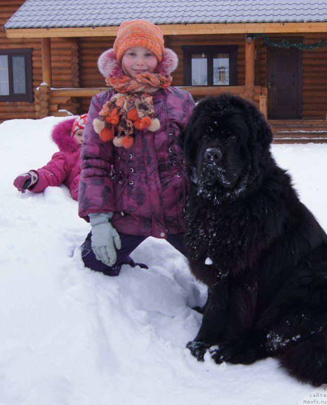 Фото: ньюфаундленд Deep Love I'm Sensation (Deep Love I'm Sensation)