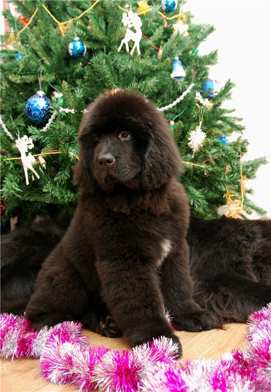 Фотография № 142162