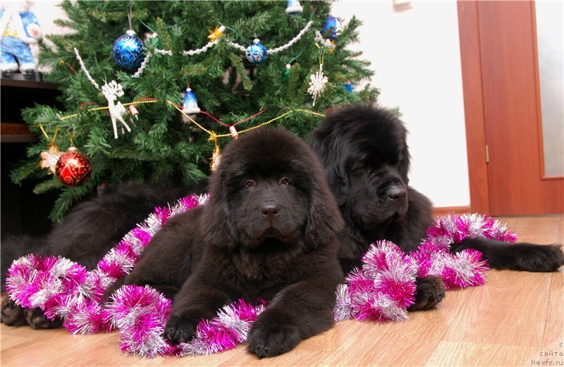 Фотография № 142163