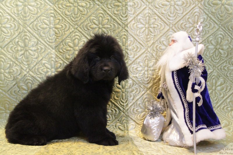 Фото: ньюфаундленд Akvian Song Normandiya (Аквиан Сонг Нормандия)