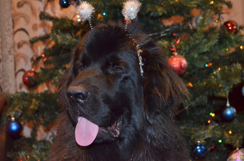 Фотография № 142180