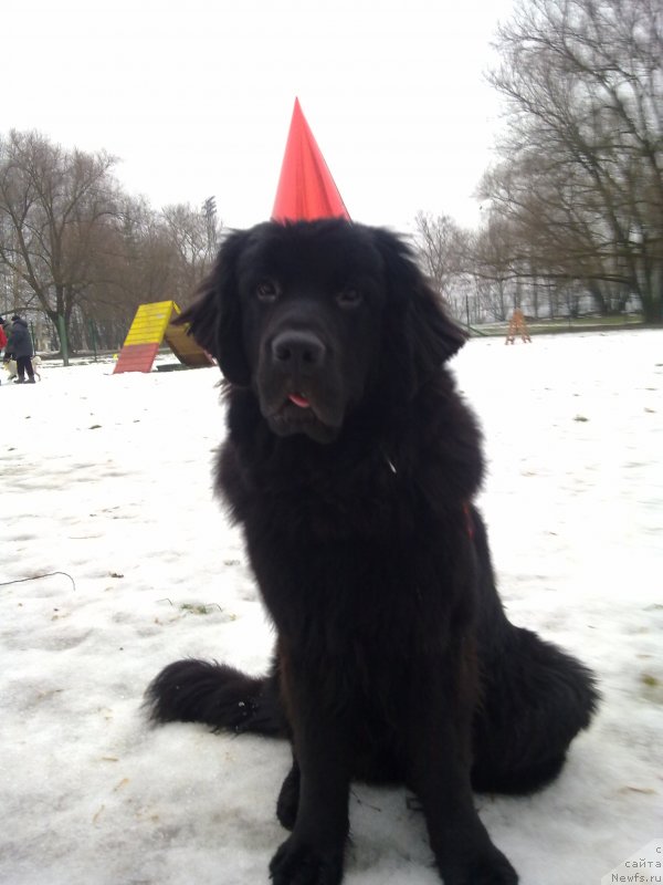 Фото: ньюфаундленд Chernyj Chank s Berega Dona (Черный Чанк с Берега Дона)