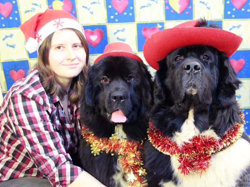 Фото: Кити, ньюфаундленд Starbimovlav Gardemarin (Старбимовлав Гардемарин), Alla Tuzkova (Алла Тузкова)