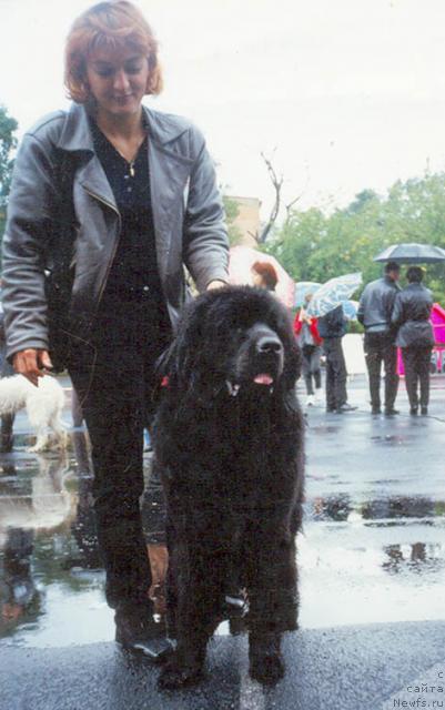 Фото: ньюфаундленд CHernaya Feeriya Neman (Черная Феерия Неман)