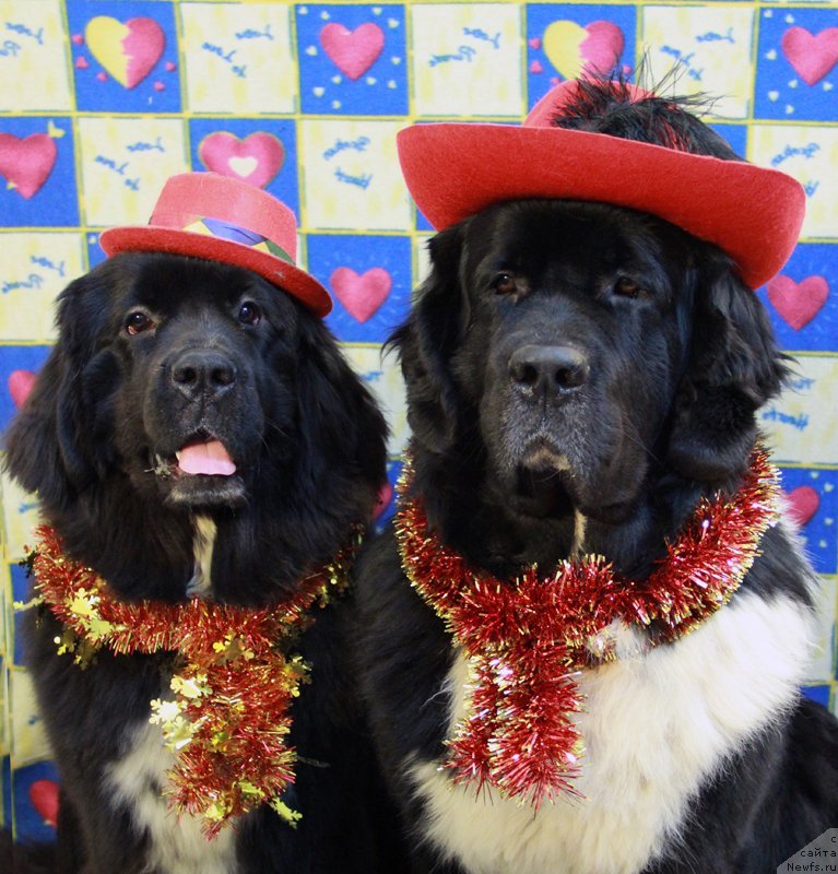 Фото: ньюфаундленд Starbimovlav Gardemarin (Старбимовлав Гардемарин), Кити