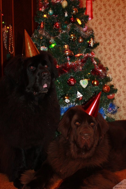 Фотография № 142256