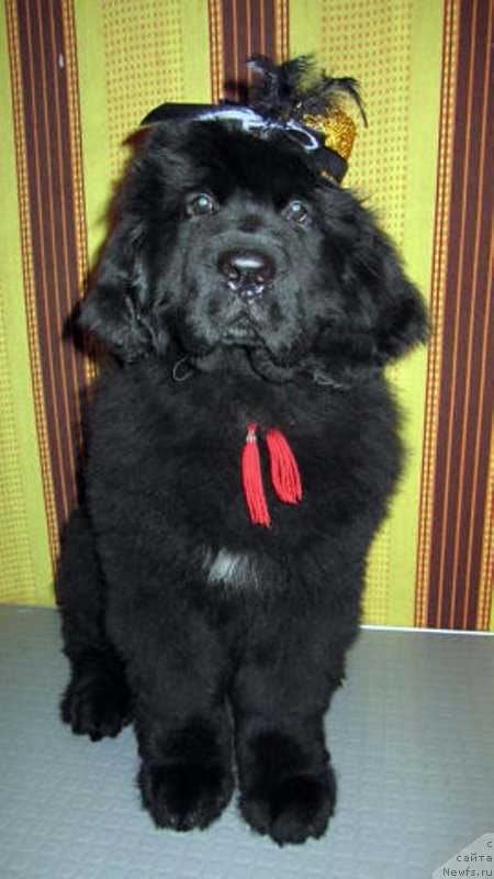 Фотография № 142260