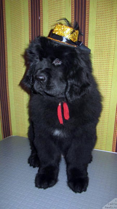 Фото: ньюфаундленд Vivienne Westwood Dinastiya Soverchenstva (Vivienne Westwood Dinastiya Soverchenstva)