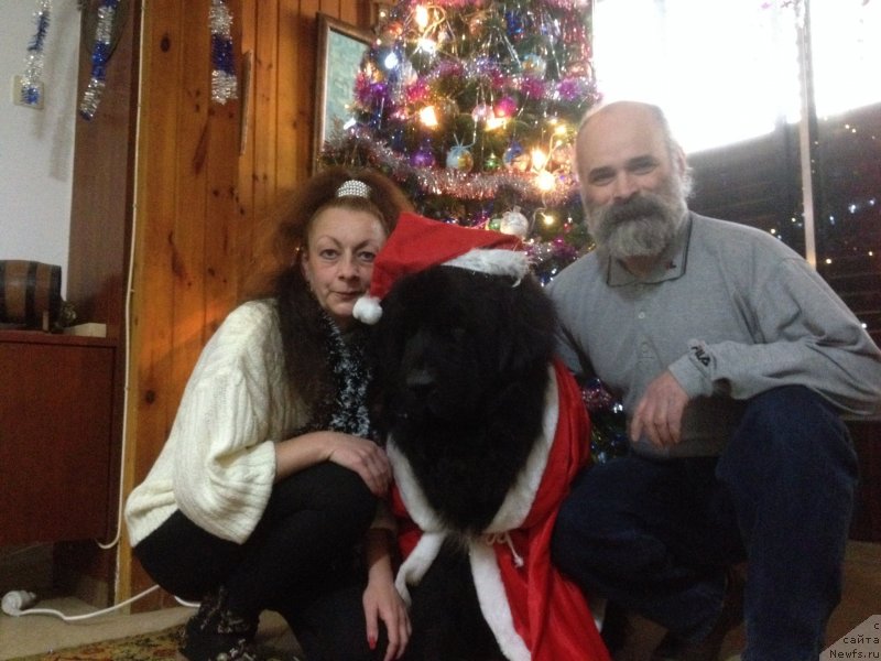 Фото: ньюфаундленд Pitern'yuf CHao-Kakao (Питерньюф Чао-Какао), Lina Troyanskaya (Лина Троянская)