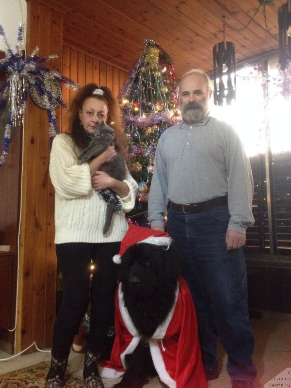 Фото: ньюфаундленд Pitern'yuf CHao-Kakao (Питерньюф Чао-Какао), Lina Troyanskaya (Лина Троянская)