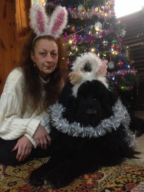 Фото: ньюфаундленд Pitern'yuf CHao-Kakao (Питерньюф Чао-Какао), Lina Troyanskaya (Лина Троянская)