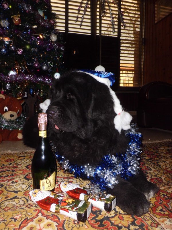 Фото: ньюфаундленд Pitern'yuf CHao-Kakao (Питерньюф Чао-Какао)