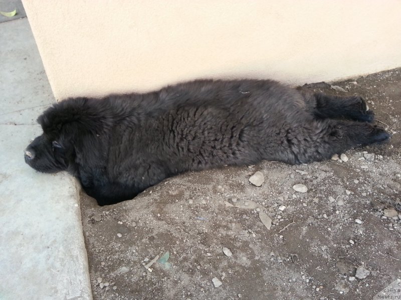 Фотография № 142278