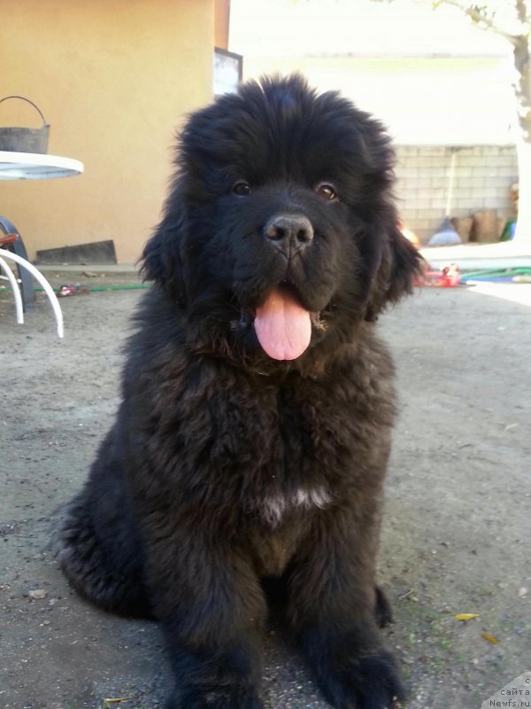 Фото: ньюфаундленд Veni Vidi Vici Dinastiya Soverchenstva