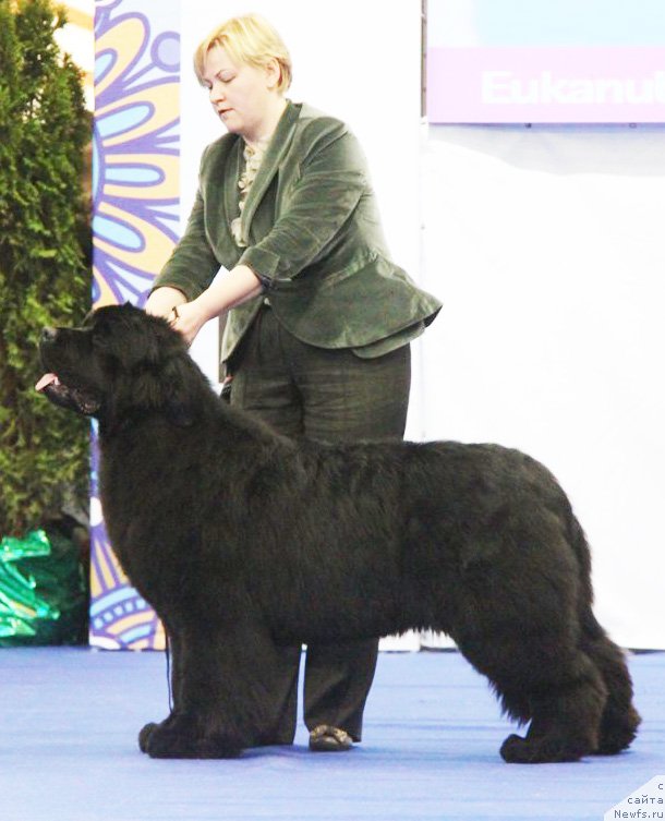 Фото: ньюфаундленд Aquatoriya Kelvin From Siberia at Cayuga (Акватория Келвин Фром Сибириа эт Каюга)