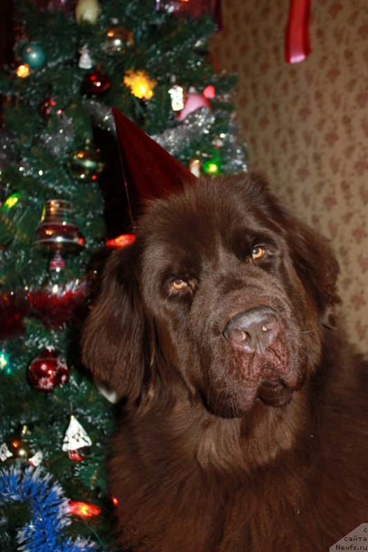 Фото: ньюфаундленд Chernyi Sharm Angel'skaya Krasota (Черный Шарм Ангельская Красота)