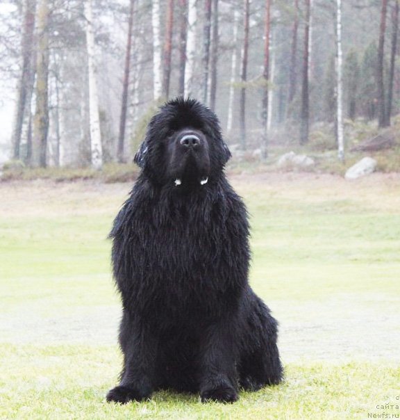 Фото: ньюфаундленд Aquatoriya Kelvin From Siberia at Cayuga (Акватория Келвин Фром Сибириа эт Каюга)