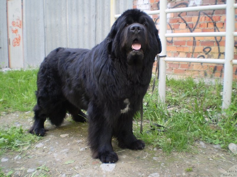 Фото: ньюфаундленд Super Bizon Armani (Супер Бизон Армани)