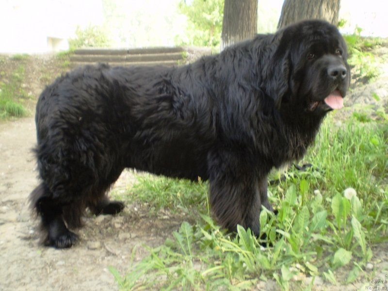 Фото: ньюфаундленд Super Bizon Armani (Супер Бизон Армани)
