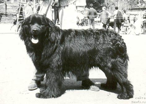 Фото: ньюфаундленд Unkas Mirt YAr (Ункас Мирт Яр)